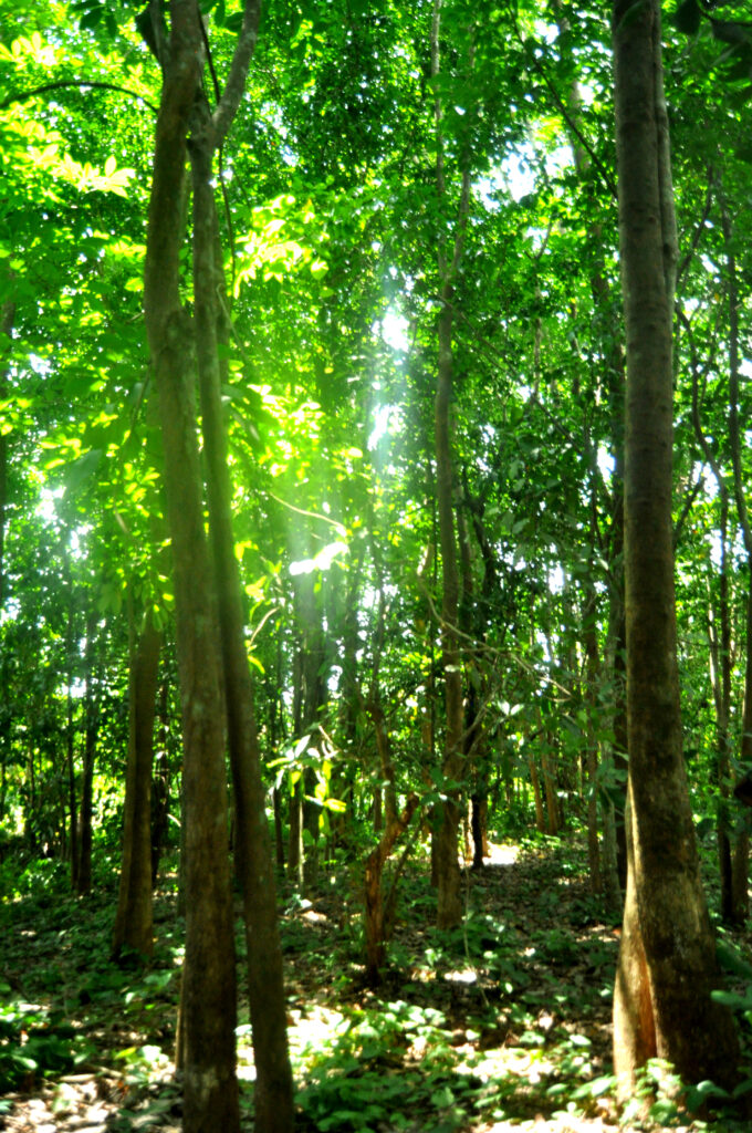 "Visit Benin: Rubber plantation in Benin, Nigeria – an important natural resource" Tour Africa Mag.