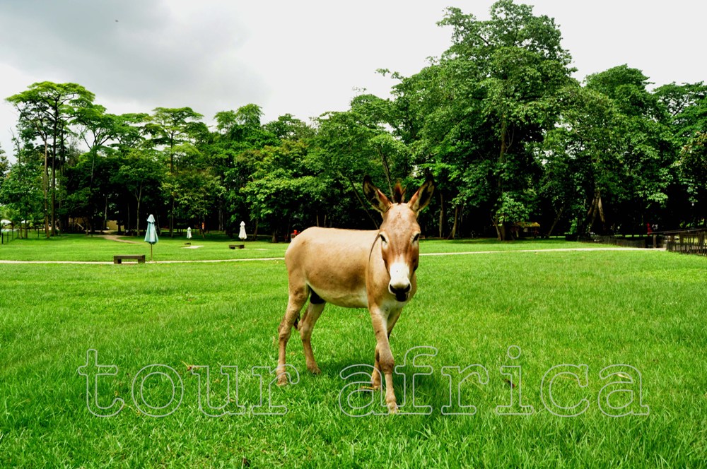 University of Ibadan Zoological Zoo - Travel and Tourism in Nigeria by Tour Africa Mag (1)