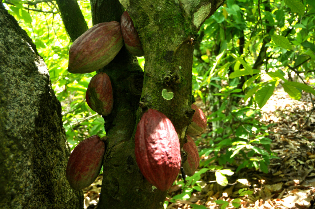 "Visit Benin: Fresh Cocoa fruits ready for harvest– showcasing local agriculture" Tour Africa Mag.