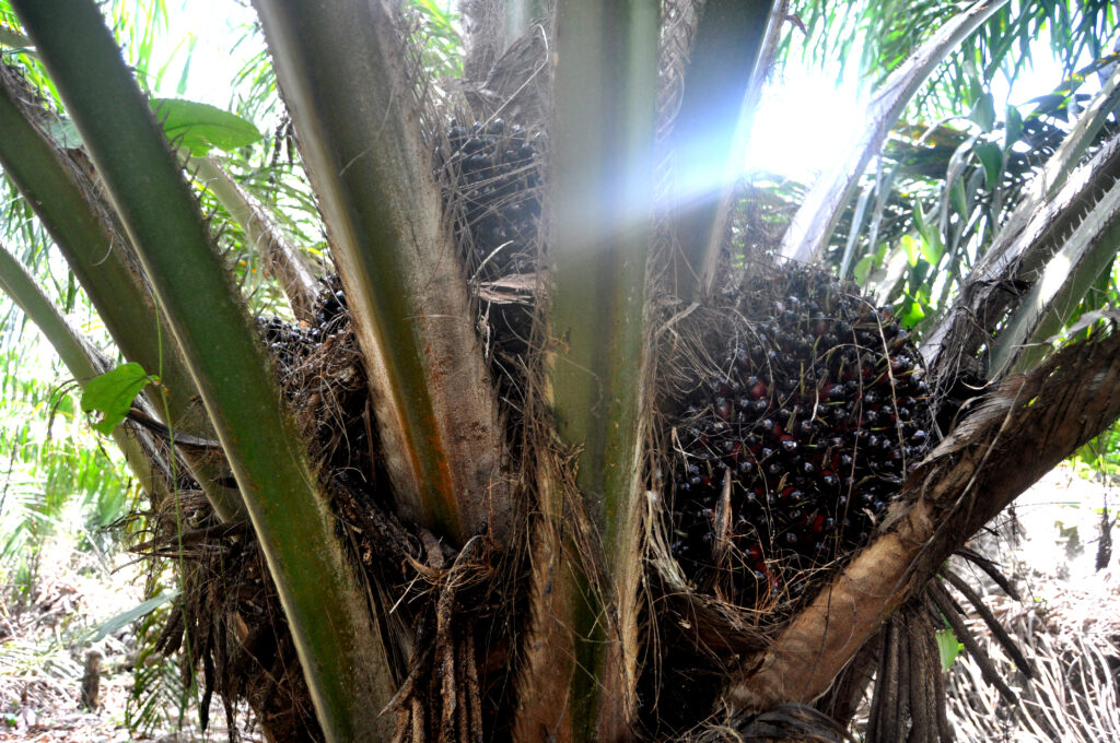 "Visit Benin: Fresh palm fruits harvested in Benin, Nigeria – showcasing local agriculture" Tour Africa Mag.