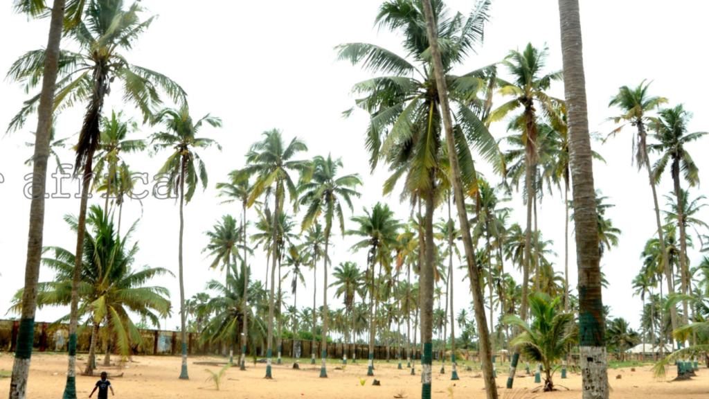 “Palm-lined relaxation at Whispering Palms Resort” Tour Africa Magazine
