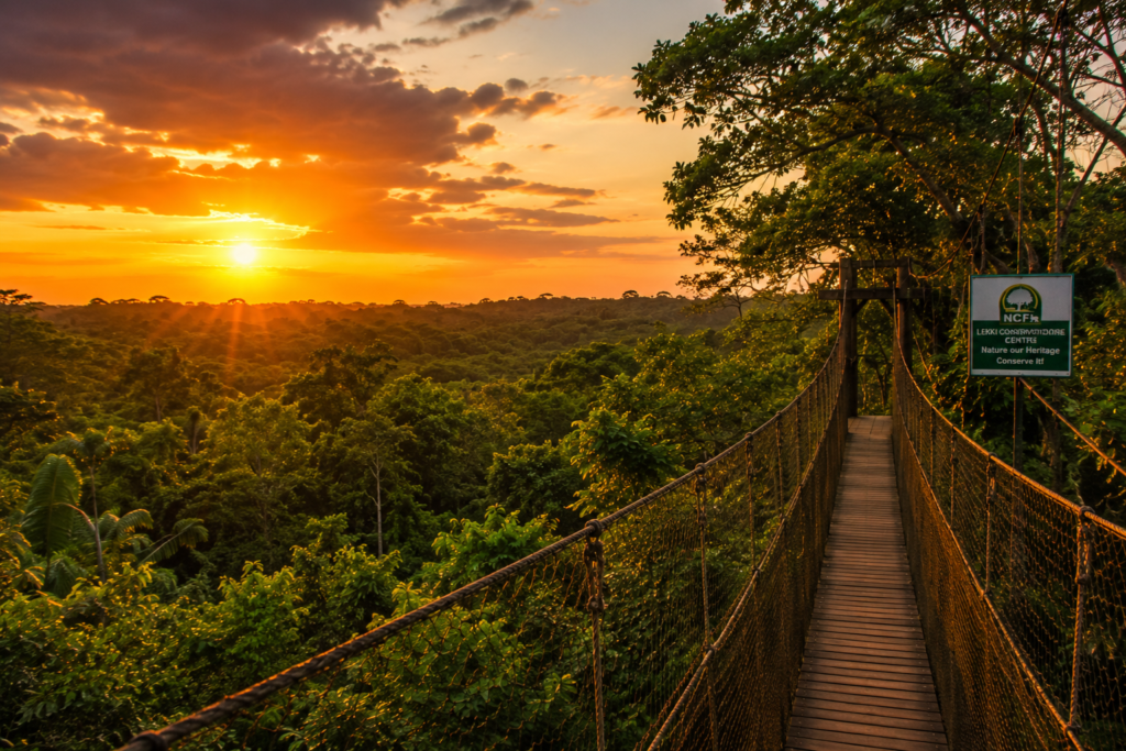 Sunset over the forest canopy.